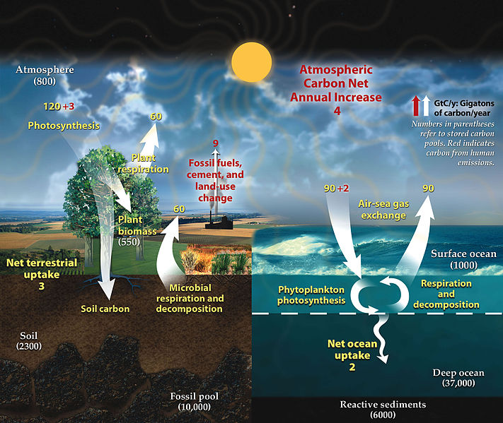 Carbon_cycle (US Government via Wikimedia Commons)