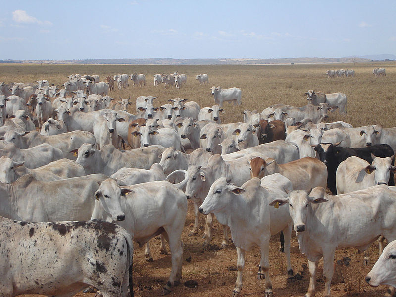 Livestock (Wikimedia Commons)