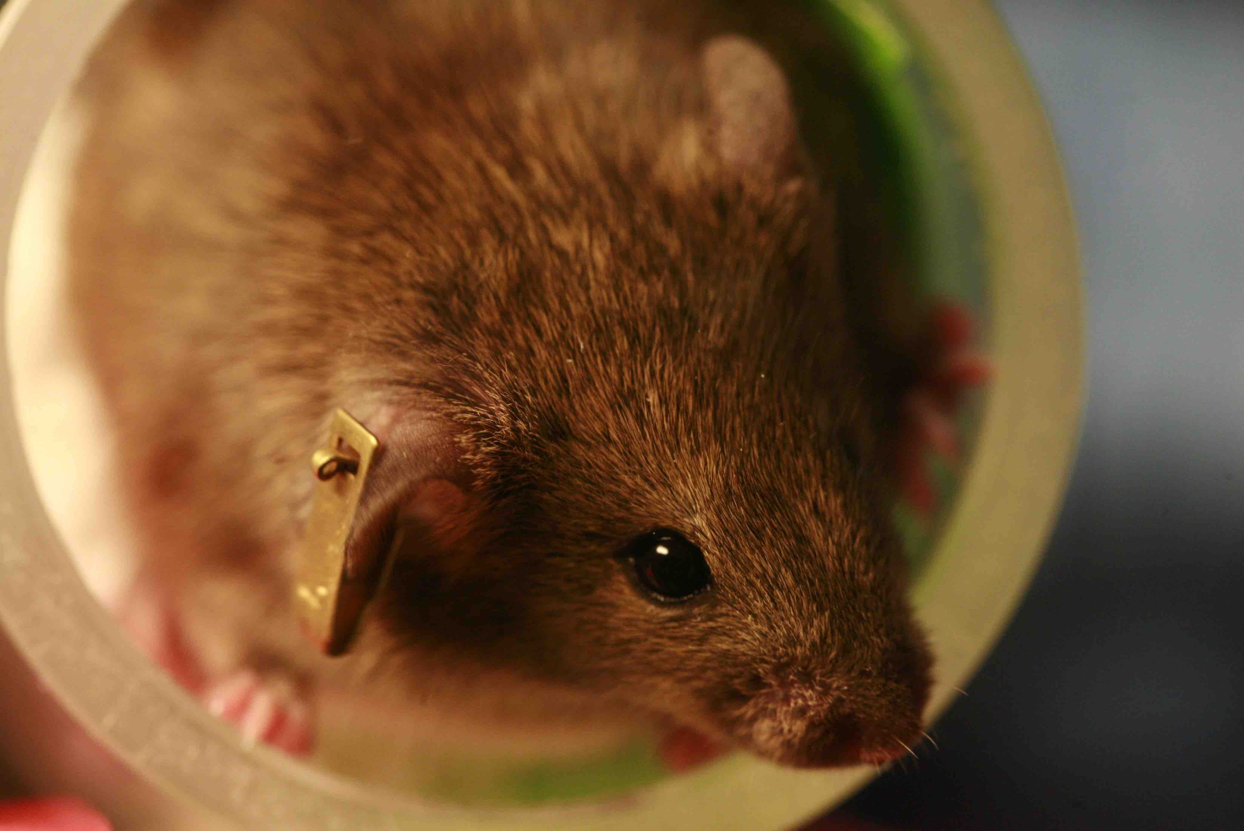 Laboratory mouse (Wikimedia Commons)