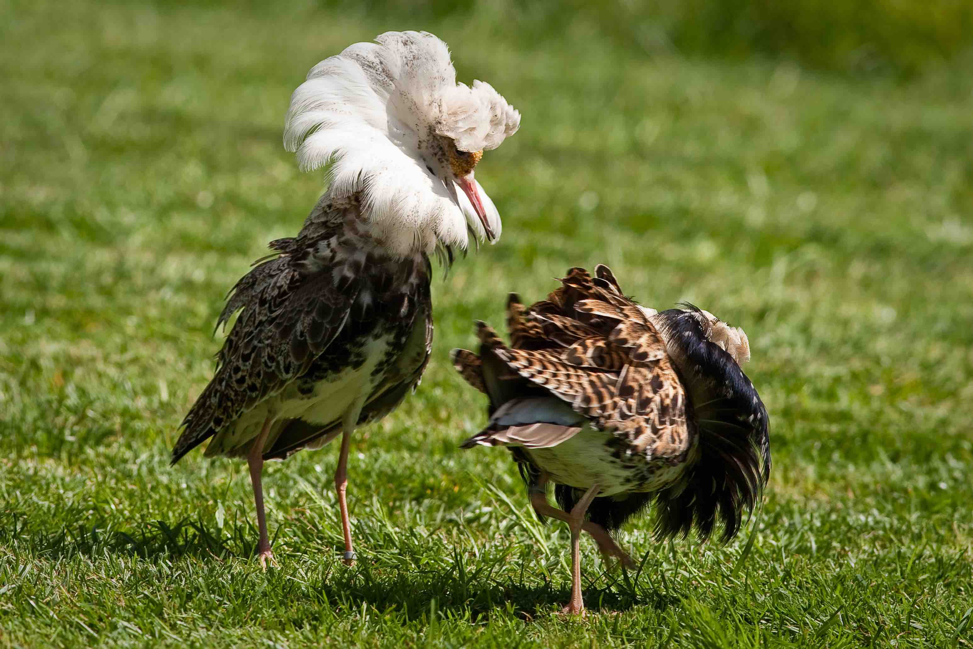 Ruff (Philomachus pugnax)—Wikimedia Commons