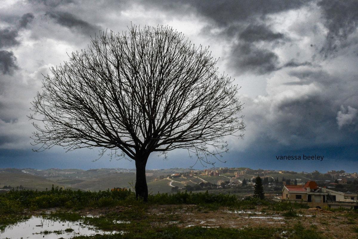 A tree in Nabatieh. Photo: Vanessa Beeley