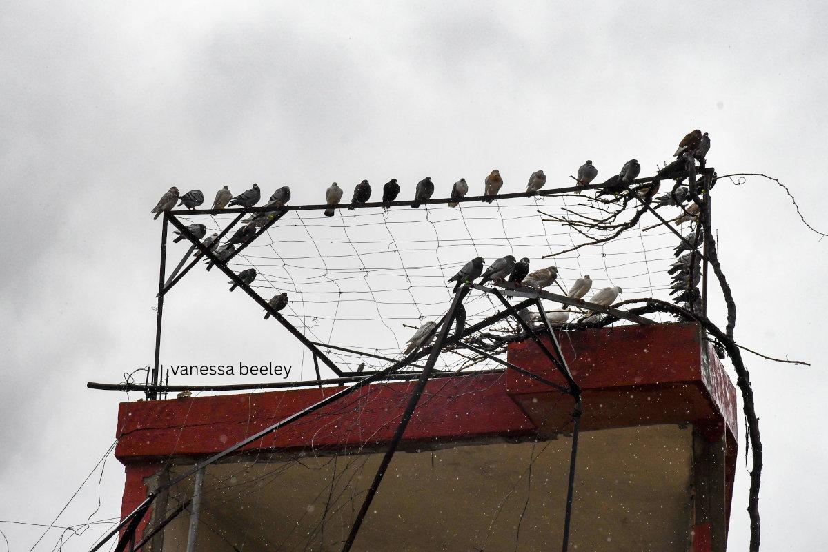 Homeless homing pigeons in Sohmor. Photo: Vanessa Beeley